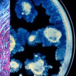 L’Oréal e Institut Pasteur sellan una alianza histórica